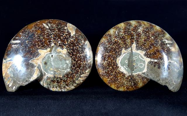 Cleoniceras (Grycia) besairiei COLLIGNON 1949 - Bild © FossNet FossilienStore